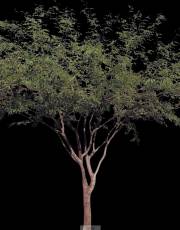 荒漠树(Imagecels - Desert Trees)