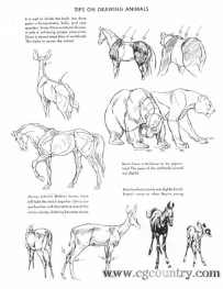[百度网盘]个人珍藏之动物绘画的艺术(The Art of Animal Drawing)
